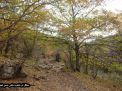 گزارش تصویری از فصل پاییز در جنگل ابر شاهرود